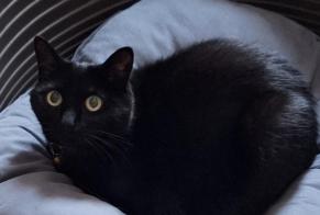 Alerta desaparecimento Gato Fêmea , 14 anos Tervuren Belgium