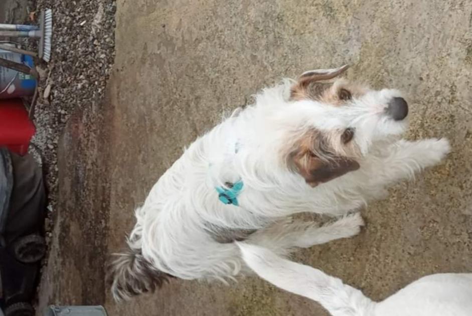 Alerta desaparecimento Cão  Macho , 11 anos Lorca Spain